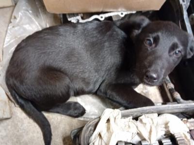 Lovely German Shepherd x Labrador puppies in Cavan looking for Forever homes