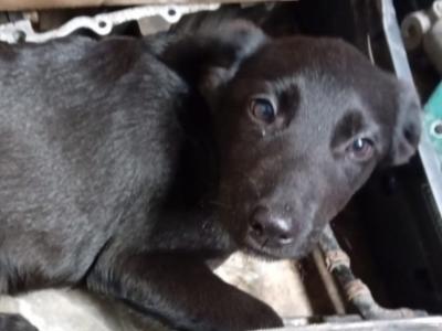 Lovely German Shepherd x Labrador puppies in Cavan looking for Forever homes