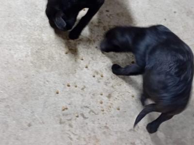 Lovely German Shepherd x Labrador puppies in Cavan looking for Forever homes