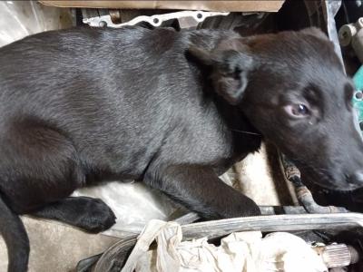 Lovely German Shepherd x Labrador puppies in Cavan looking for Forever homes