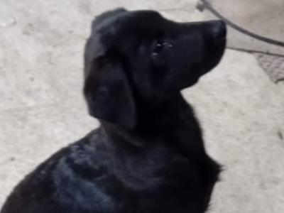 Lovely German Shepherd x Labrador puppies in Cavan looking for Forever homes