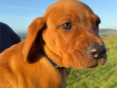 Vizslador puppies (Hungarian Vizsla x Labrador ) Only 1 Boy left