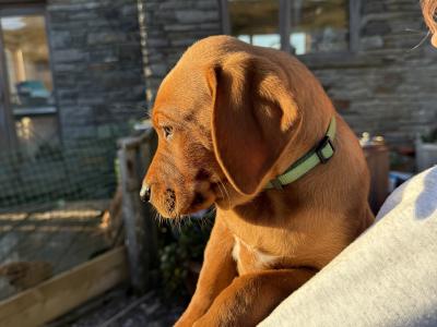Vizslador puppies (Hungarian Vizsla x Labrador ) Only 1 Boy left