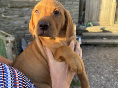 Vizslador puppies (Hungarian Vizsla x Labrador ) Only 1 Boy left