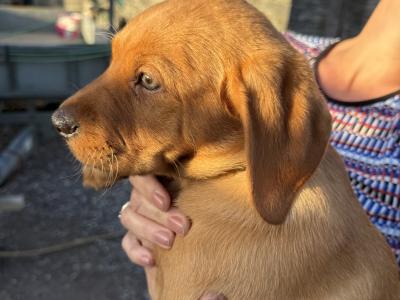 Vizslador puppies (Hungarian Vizsla x Labrador ) Only 1 Boy left