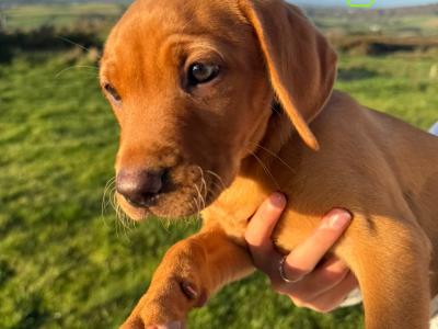 Vizslador puppies (Hungarian Vizsla x Labrador ) Only 1 Boy left