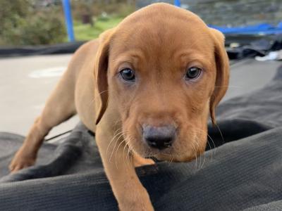 Vizslador puppies (Hungarian Vizsla x Labrador ) Only 1 Boy left