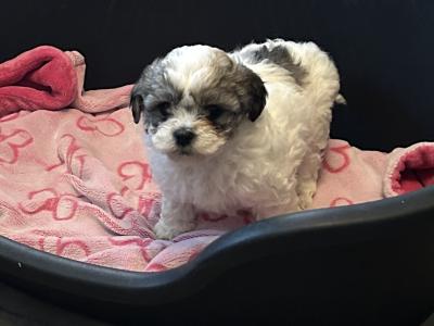 Shih Tzu x Bichon puppies in Monaghan
