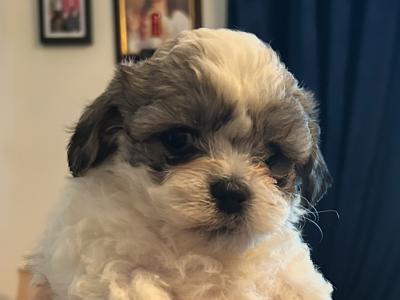 Shih Tzu x Bichon puppies in Monaghan