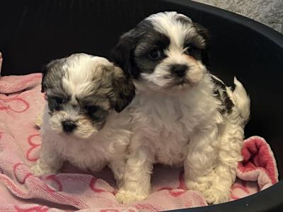 Shih Tzu x Bichon puppies in Monaghan