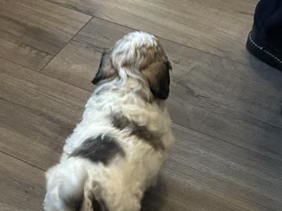 Shih Tzu x Bichon puppies in Monaghan