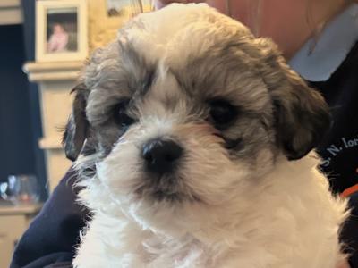 Shih Tzu x Bichon puppies in Monaghan