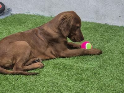 Stunning female Irish Setter puppy 4 months old in Limerick