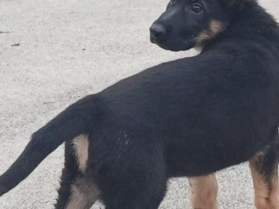 German Shepherd puppies for sale in Tipperary