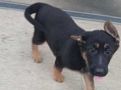 German Shepherd puppies for sale in Tipperary