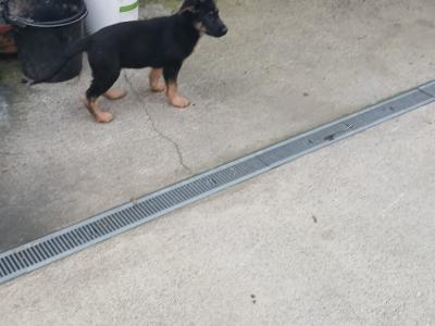 German Shepherd puppies for sale in Tipperary
