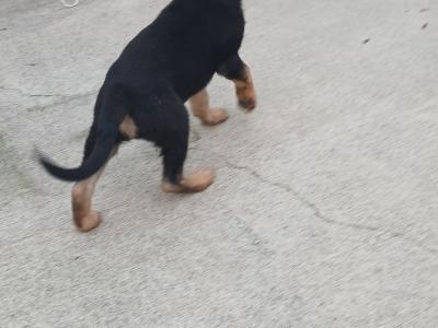 German Shepherd puppies for sale in Tipperary