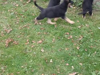 German Shepherd puppies for sale in Tipperary