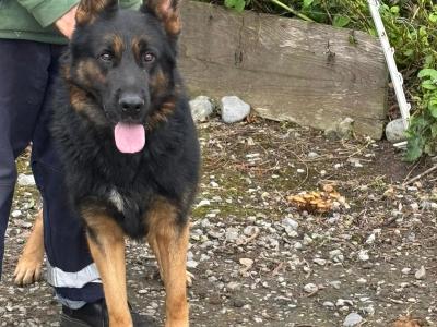 German Shepherd puppies for sale in Tipperary