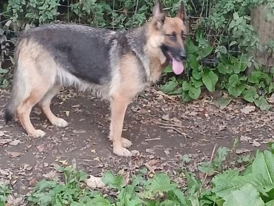 German Shepherd puppies for sale in Tipperary
