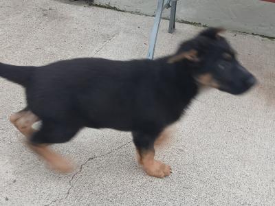 German Shepherd puppies for sale in Tipperary