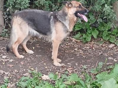 German Shepherd puppies for sale in Tipperary