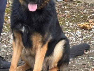 German Shepherd puppies for sale in Tipperary