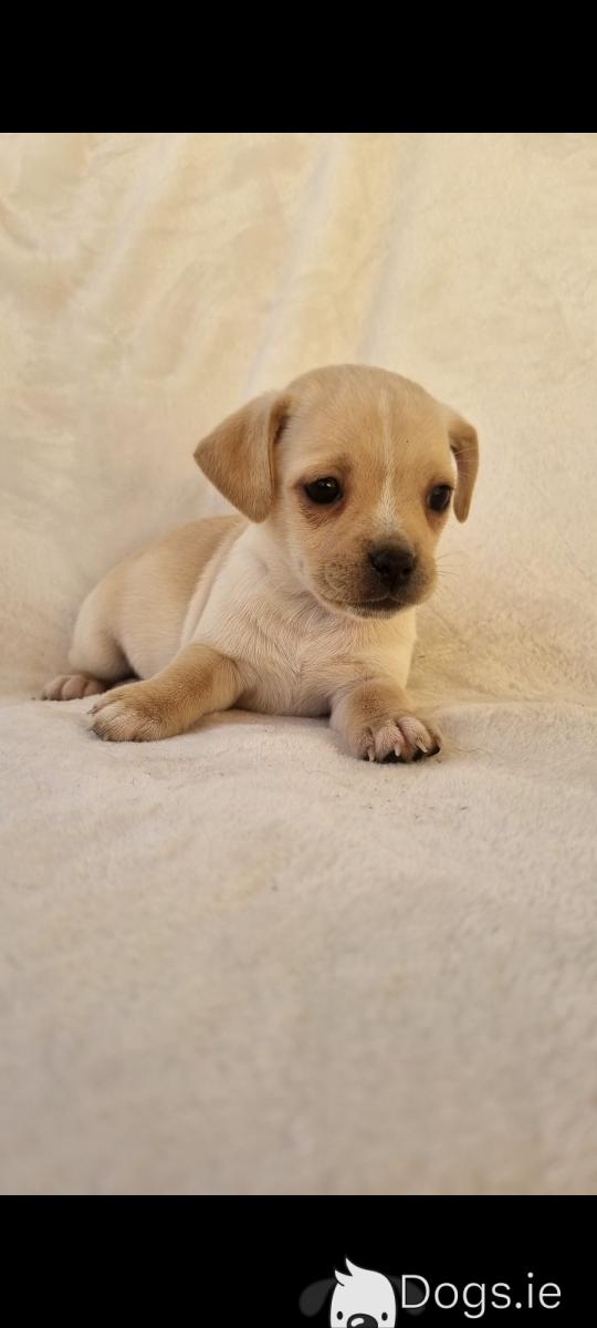 Pug Dog Jack Russell Pug Chihuahua Mix Jug Puppy Jack Russell X