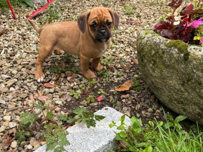 Puggle puppies for sale in Carlow