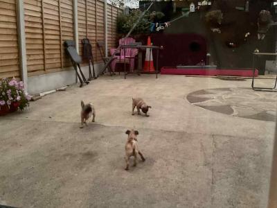 Purebred Pug puppies in Laois