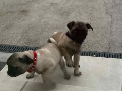 Purebred Pug puppies in Laois