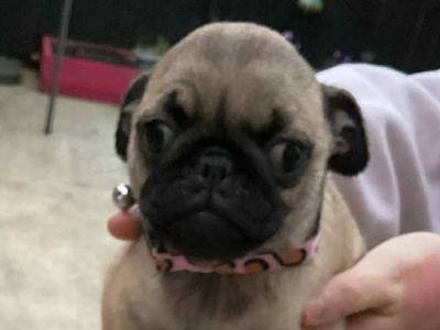 Purebred Pug puppies in Laois