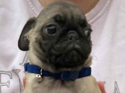 Purebred Pug puppies in Laois