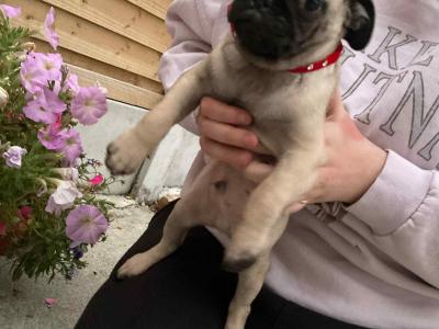 Purebred Pug puppies in Laois
