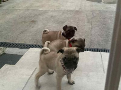 Purebred Pug puppies in Laois