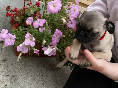 Purebred Pug puppies in Laois
