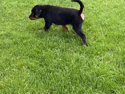 Rottweiler pups in Laois