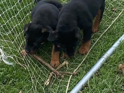 Rottweiler pups in Laois