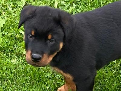 Rottweiler pups in Laois
