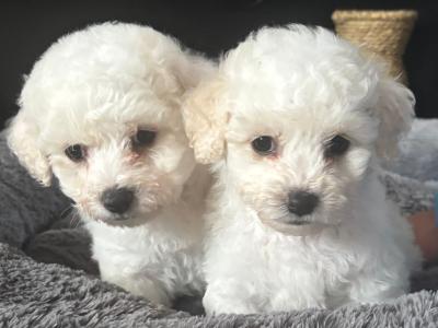 Bichon Frise puppies in Cork