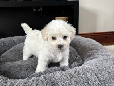 Bichon Frise puppies in Cork
