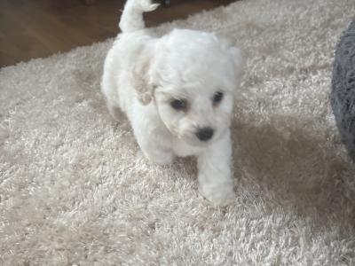 Bichon Frise puppies in Cork