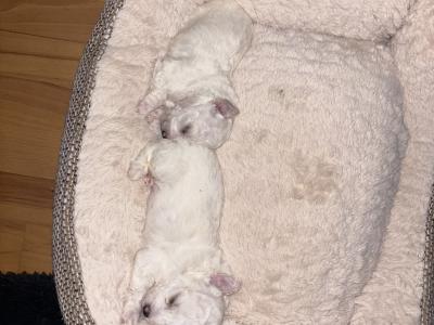 Bichon Frise puppies in Cork