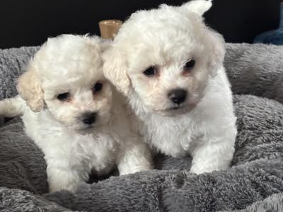 Bichon Frise puppies in Cork