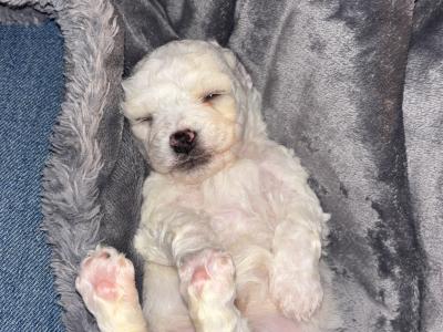 Bichon Frise puppies in Cork