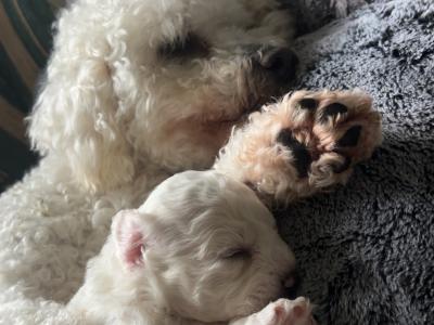 Bichon Frise puppies in Cork
