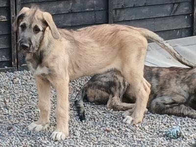 IKC Registered Irish Wolfhound puppies in in Tipperary