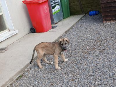 IKC Registered Irish Wolfhound puppies in in Tipperary