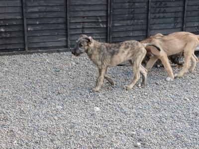 IKC Registered Irish Wolfhound puppies in in Tipperary