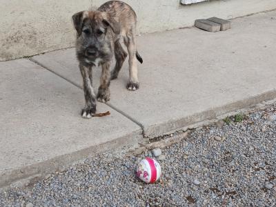 IKC Registered Irish Wolfhound puppies in in Tipperary